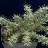 Opuntia_fragilis_1